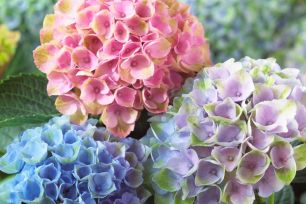 ГОРТЕНЗИИ!!!! СРОЧНЫЙ СБОР!!!